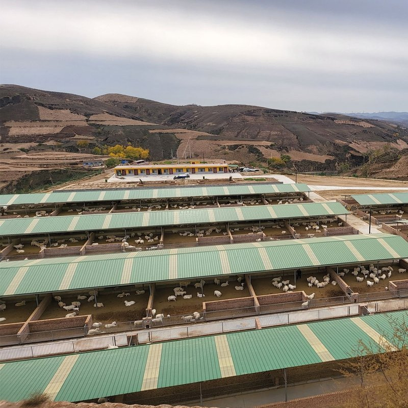 Steel structure poultry shed (4)